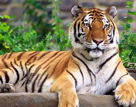 JELAJAH: Harimau Sumatra (Panthera Tigris Sumatrae)