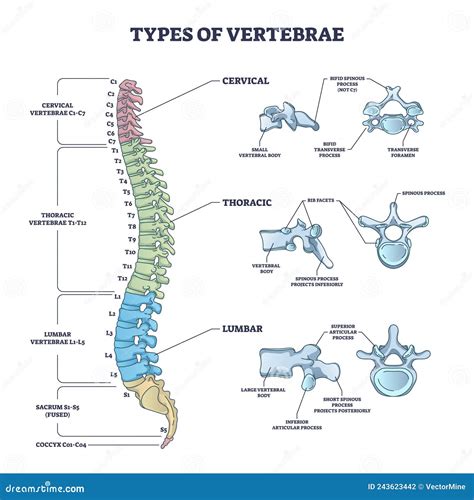 Types of Vertebrae and Cervical, Thoracic and Lumbar Division Outline ...