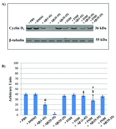 Western blotting analysis. (A) Representative immunoblot through ...