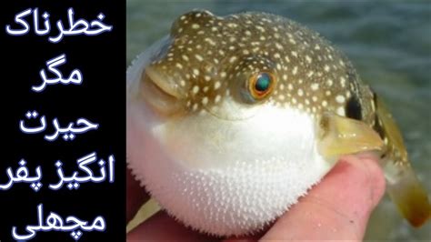 puffer fish habitat - YouTube