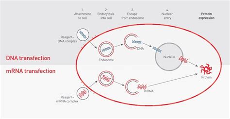 Plasmid Transfection | Thermo Fisher Scientific - SG