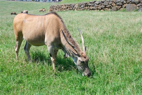 Antelope eating stock photo. Image of herd, thirst, south - 7721890