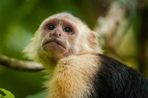 White Faced Capuchin Monkey Photography Art | Monteux Gallery