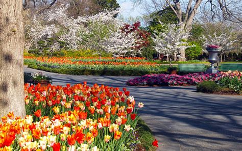 Dallas Arboretum Closed, Takes Dallas Blooms Digital | People Newspapers