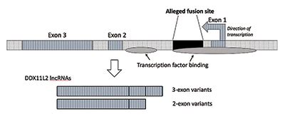 Human Chromosome 2 Fusion Never Happened | The Institute for Creation Research