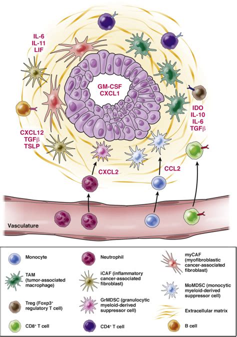 Stephanie K. Dougan, PhD | Hale Family Center For Pancreatic Cancer ...