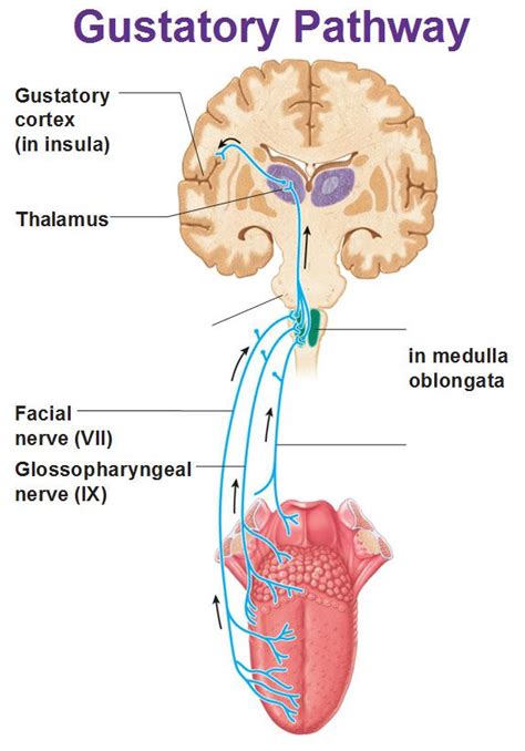 Chemical Sense: Taste (Gustation) | Medical anatomy, Human anatomy and ...