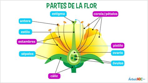 La Flor Y Sus Partes Para Colorear - Imagenes De Flores Con Sus Partes Para Dibujar