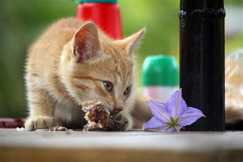 Can Cats Eat Chicken Nuggets? - Kitty Devotees