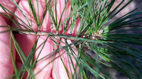 How To Identify White Pine And Red Pine Trees (Needles, Cones, Bark & More)