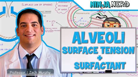 Respiratory | Surface Tension & Surfactant in Alveoli - YouTube