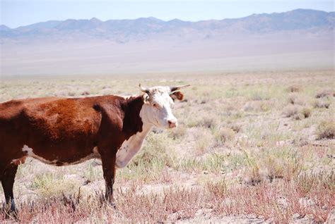 Open Range Cattle | We passed quite a few groups of cattle o… | Flickr