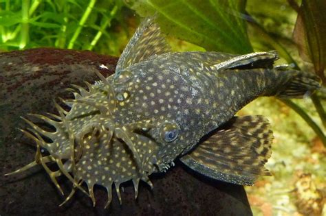 Bristlenose Pleco Fish Species Profile