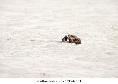 224 Sea Otter Eating A Clam Images, Stock Photos & Vectors | Shutterstock