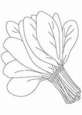 Vegetable Coloring Pages  Best For Kids sketch template