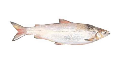 Whitefish | SeafoodSource