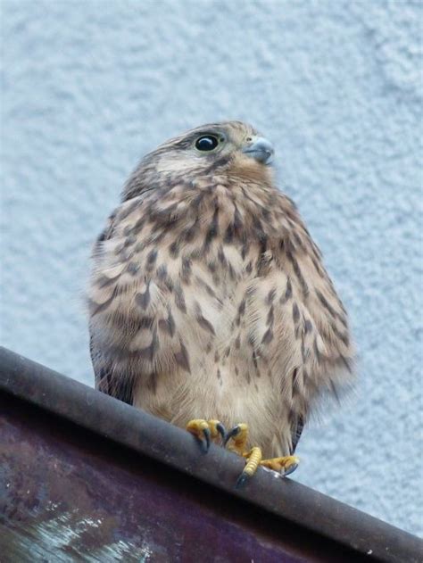 Kestrel,european,bird,bird of prey,free pictures - free image from ...