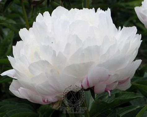 Peony White Frost at peony nursery Peonyshop.com