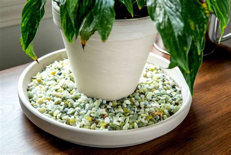 How to Make a Pebble Tray for Plants