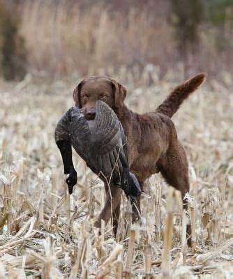 chesapeake bay retriever hunting | CAPTAIN THOR OF THE CHESAPEAKE MH ...