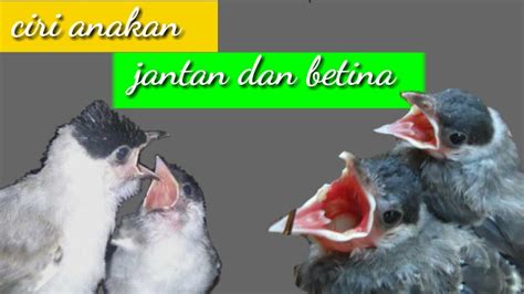 cara membedakan anakan burung kutilang jantan dan betina - YouTube