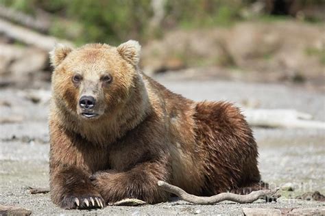 Male Kamchatka Brown Bear Photograph by Peter J. Raymond/science Photo Library - Pixels