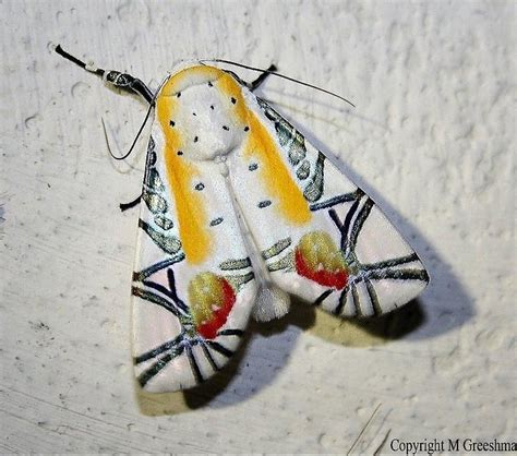 Picasso Moth by Greeshma Manari | Beautiful moths, Most beautiful ...