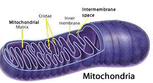 Biology-electron transport chain