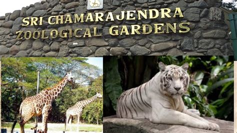 zoological Garden Mysuru ||Sri chamaRajendra zoological Garden mysuru ||Mysore zoo - YouTube