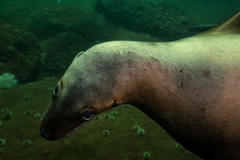 Premium Photo | Sea lion swimming underwater in pacific ocean