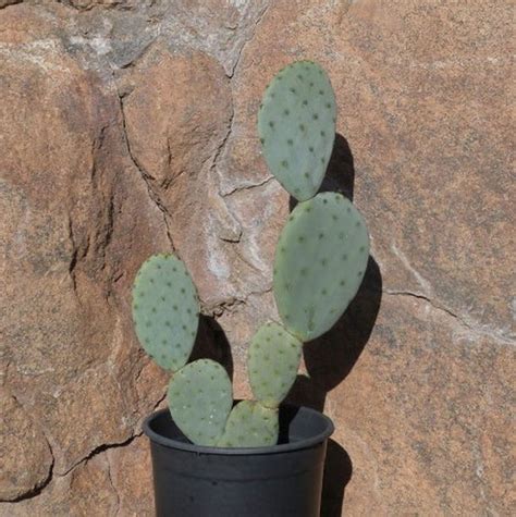 Indian Fig Cactus | Star Nursery Garden and Rock Centers