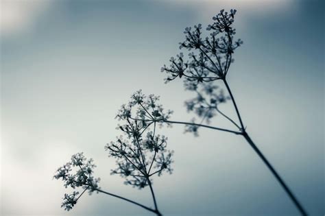 Premium Photo | Inflorescence of umbellifer plant