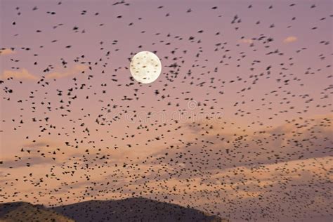 A Swarm of Birds on Lake Zurich Swimming and Flying in the Winter Stock Photo - Image of swarm ...