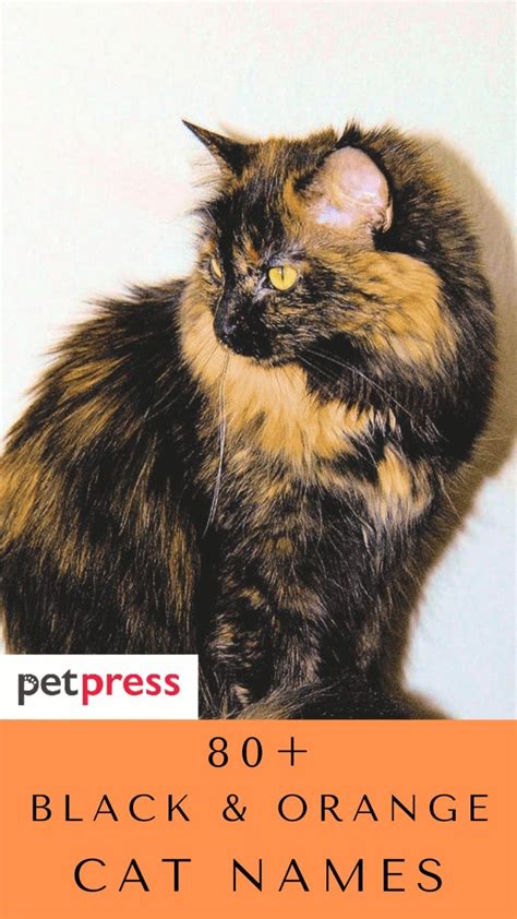 80+ Top Black and Orange Cat Names For Your Cute Kitten - PetPress