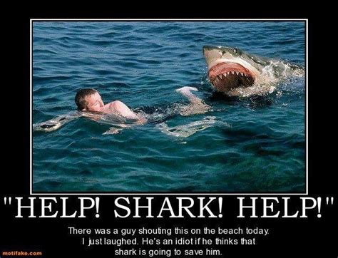 Smh idiot ;) | Misunderstood shark, Shark, Shark meme