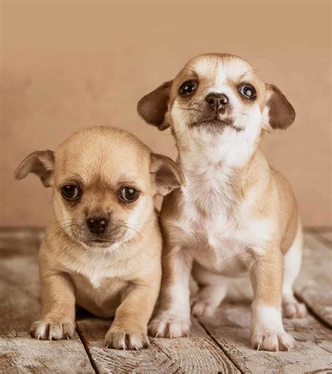 Chihuahua Names – 300 Adorable Chihuahua Dog Name Ideas