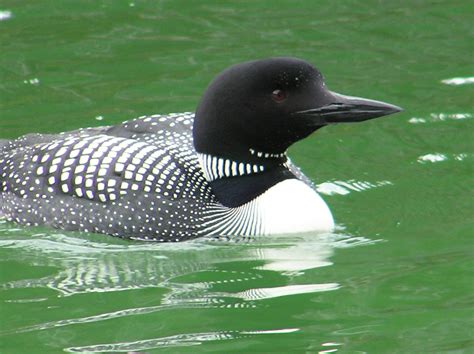 Common Loon - Coniferous Forest