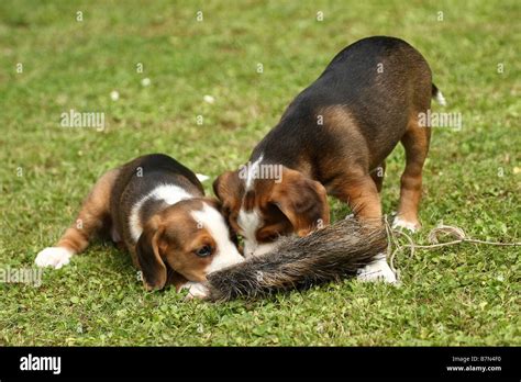 Braque Saint Germain puppies Stock Photo - Alamy