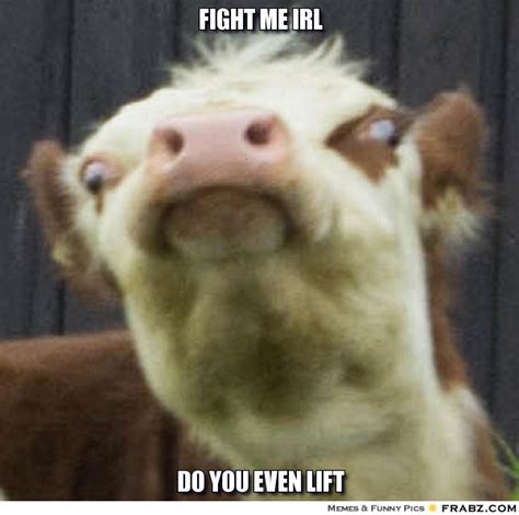 Llama Fight me IRL | Fight Me IRL | Know Your Meme