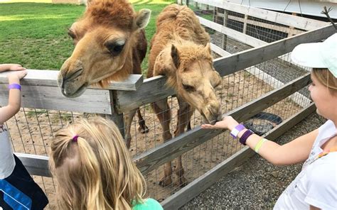 25 Kid-Friendly Animal Farms & Petting Zoos Around West Michigan | Zoo animals, Pets, Animals