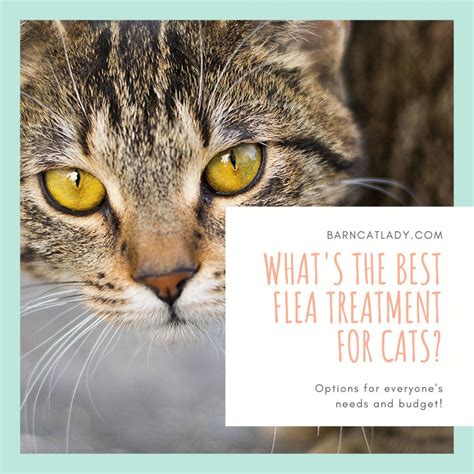 What's the Best Flea Treatment for Cats? – The Barn Cat Lady