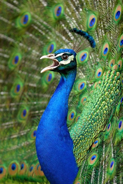 Peacock - Curacao ZOO - [Parke Tropikal]