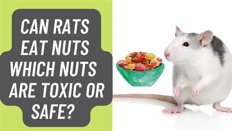 Can Rats Eat Nuts Or Are They Toxic? – Basic Rodents