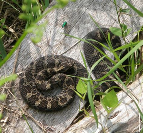 Massasauga Rattlesnake - Wildlife Preservation Canada