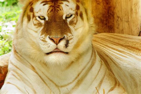 Download Animal White Tiger HD Wallpaper