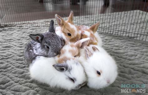 Holland lop baby bunnies, 3 weeks old. From Hook's Hollands - Ohio ...