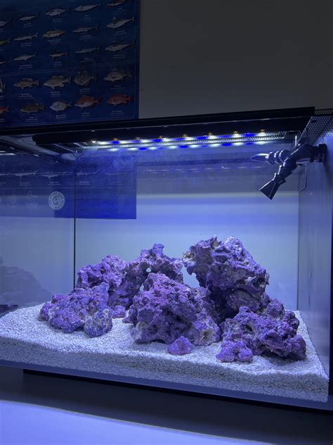 Setting up my first saltwater tank, what’s the best way to cycle? : r ...