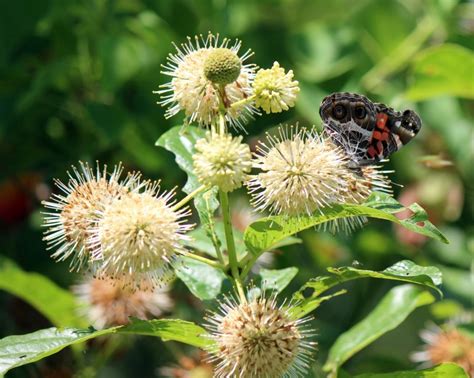 buttonbush pollinators bullardfarm june102017 ldb | 101 species