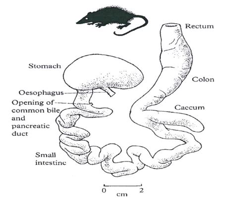 Illustration of Opossum (Didelphis virginiana) digestive tract (taken ...