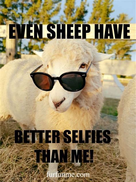 Funny Sheep | Funny sheep, Better selfies, Sheep meme